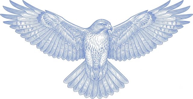 进阶档 苍鹰
